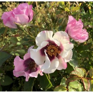 OL BLUE EYES (floribunda)